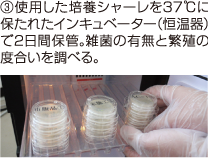 培養シャーレを37度の恒温器に入れ、菌の繁殖度合いを調べる実験